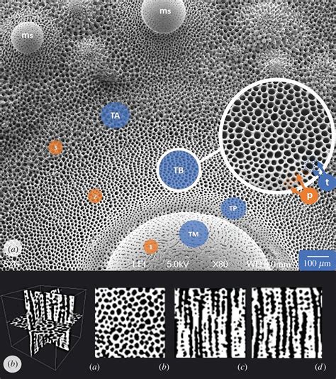 Sea Urchin Tubercules Found To Have A Voronoi Pattern