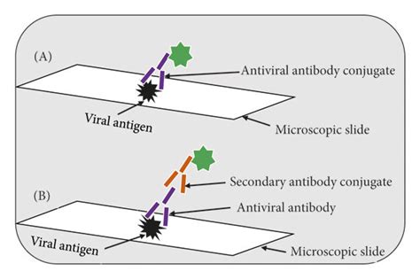 Schematic Of The Principles Of Immunofluorescence Assays A Direct