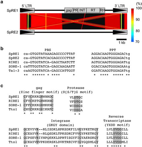 Two Novel LTR Retrotransposons Found In The Chromosomal Region