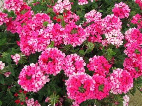 Купить семена Вербена Verbena Pink Moss в Москве: доставка семян по ...