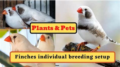 Finches Individual Breeding Setup In Tamil Plants Pets