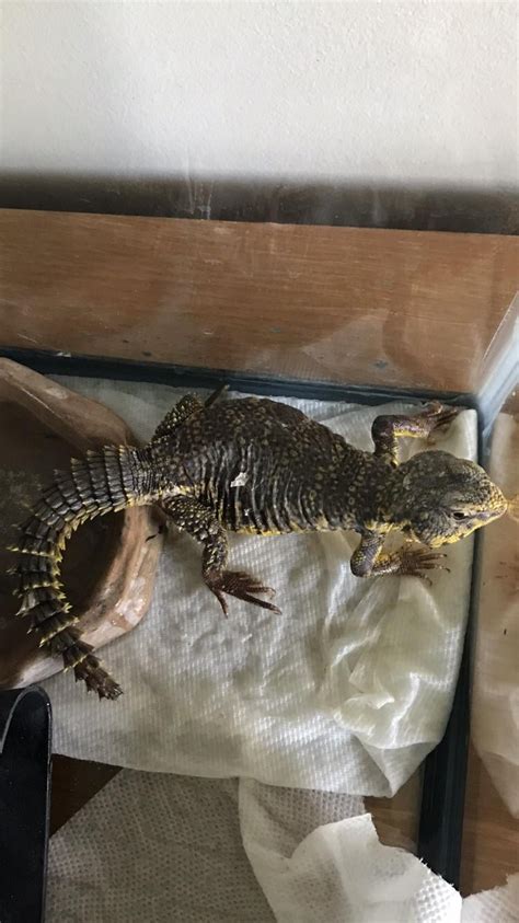 Riff Raff The Uromastyx Before Rescue And After Looks Like A Whole New