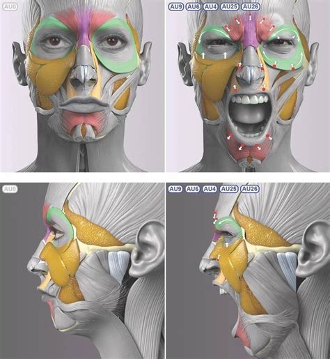 ปักพินโดย Andre Holzmeister ใน Anatomy | ใบหน้า, การวาดรูปคน, ร่างกายมนุษย์