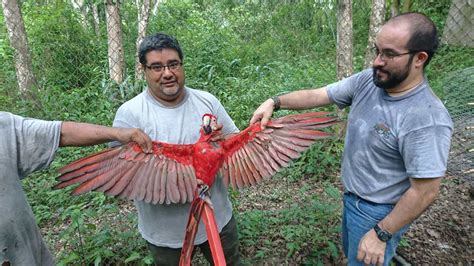 Guacamayas Rojas