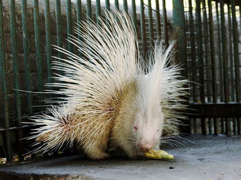 Rare albino animals - Photo 1 - Pictures - CBS News