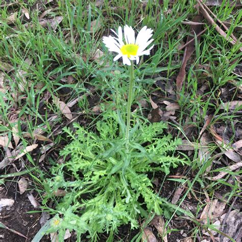 Rare plant species set for success thanks to key new… | Green Adelaide