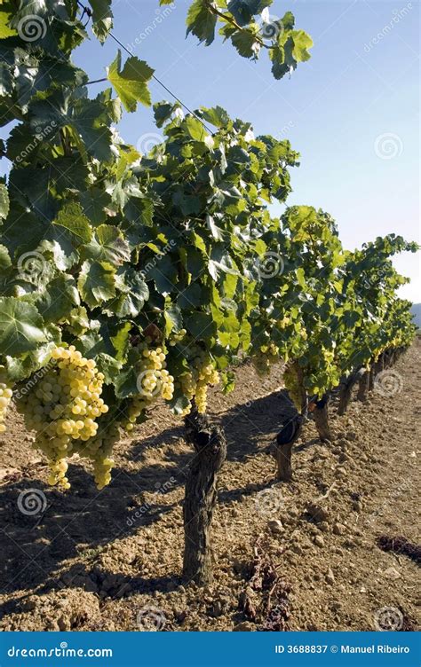 Uvas Que Penduram Das Videiras Imagem De Stock Imagem De Sujeira