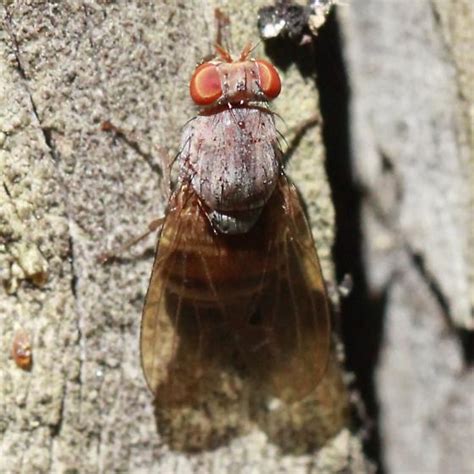 Gray Striped Fly Dorsal Minettia Magna Bugguide Net