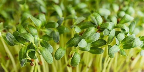 Cómo Cultivar Brotes Zamnesia