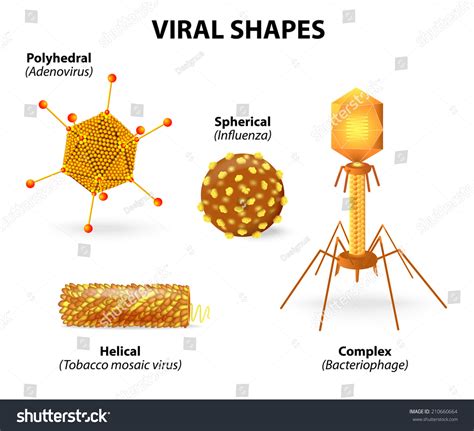 formas virales Ilustración vectorial que muestra vector de stock