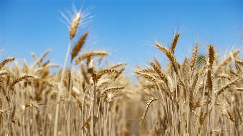 Crop Forecasts Australian Wheat Production Soars The Weekly Times