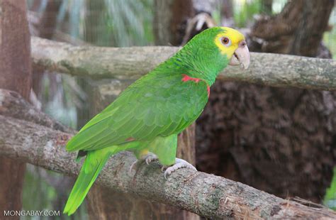 Yellowhead Parrot Amazona Oratrix Belize7458