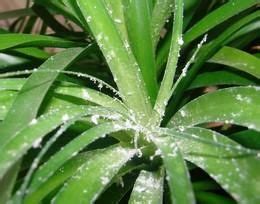 Cochenilles Lutte Et Traitement Bio La Cochenille Farineuse Est Lun