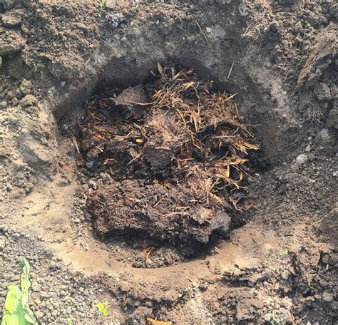 Gurken Richtig Pflanzen Eine Anleitung F R Garten Terrasse Und Balkon