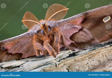 Polyphemus moth portrait stock image. Image of flying - 5181603