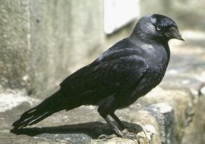 Corvidae