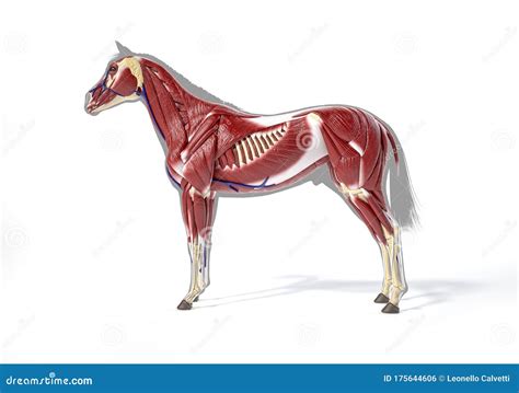 Horse Muscular System