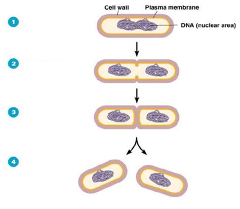 Binary Fission and Cell Division Flashcards | Quizlet