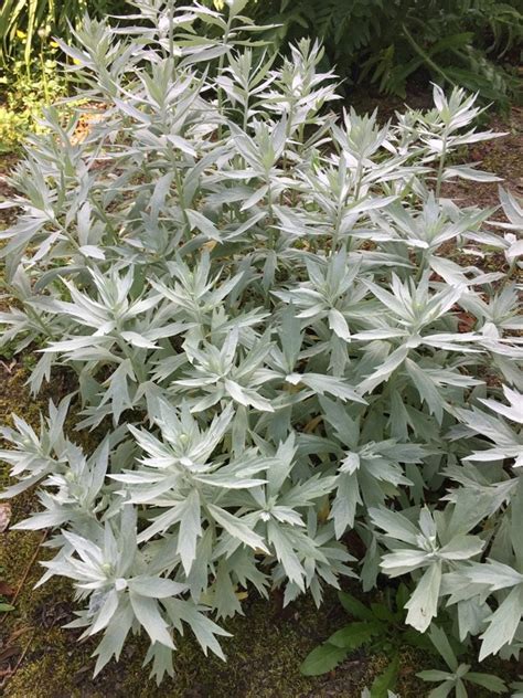Artemisia ludoviciana 'Valerie Finnis' - PictureThis