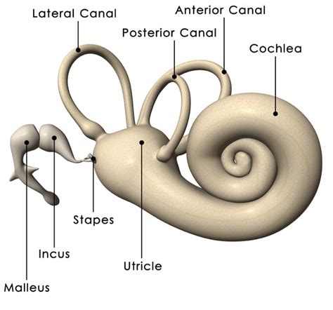 What Is Menieres Disease Hearing Link