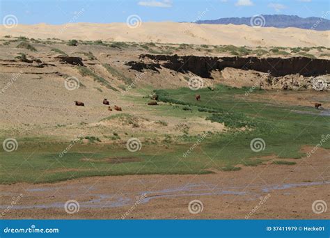 Oasis in the Desert Gobi stock image. Image of river - 37411979