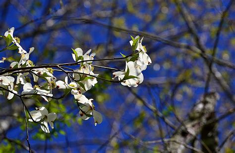 image quality - Why do white flowers always have a weird surrounding ...