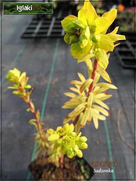 Euphorbia Amygdaloides Purpurea Euphorbia Amygdaloides Var Rubra