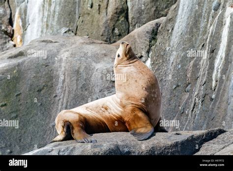 Steller Sea Lion, Alaska Stock Photo - Alamy