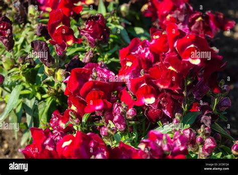 Red Snapdragon Flowers Antirrhinum Hi Res Stock Photography And Images