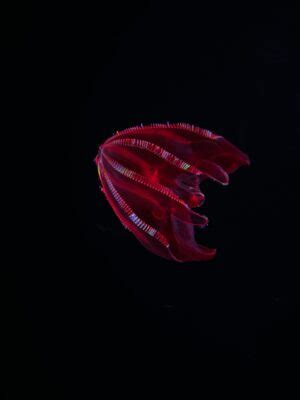 Comb Jellyfish - A-Z Animals