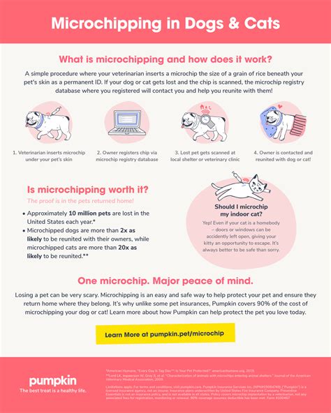 Everything You Need To Know About Microchipping In Dogs And Cats Pumpkin®