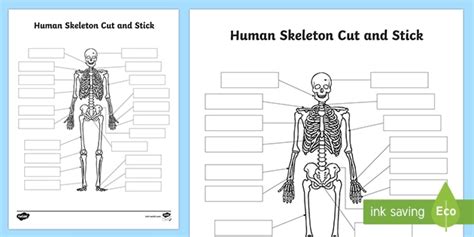 Label The Skeleton Worksheet Bones Cut And Paste Activity