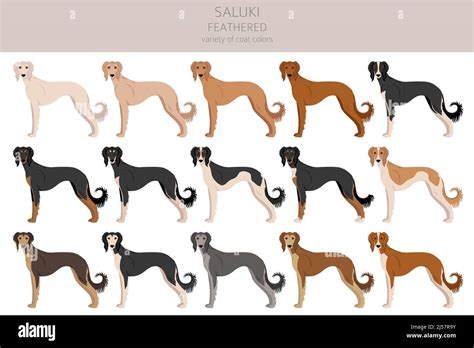 Saluki Feathered clipart. Different poses, coat colors set. Vector ...