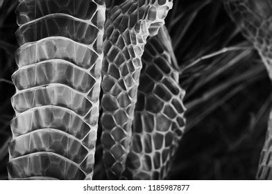 Molting Snake Photography Stock Photo 1185987877 | Shutterstock