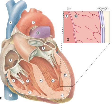 Hart Anatomie Diagram Quizlet