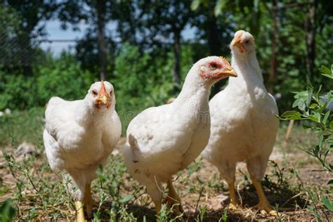 Pollos Blancos Nacionales Que Comen En La Tierra En La Yarda Foto De