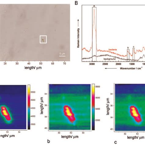 Raman Mapping Experiment Of A Single Bacterium B Sphaericus Dsm