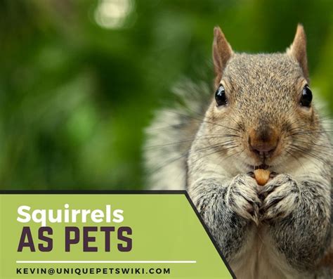 Squirrels as Pets: A-Z Types, Care, Diet, Lifespan, and Tame