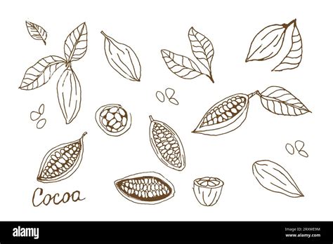 Cocoa Set Hand Drawn Sketch Cocoa Beans Vector Stock Vector Image