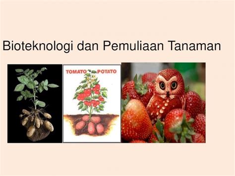 Pdf Bioteknologi Dan Pemuliaan Tanaman6 Teknik Teknik Dalam