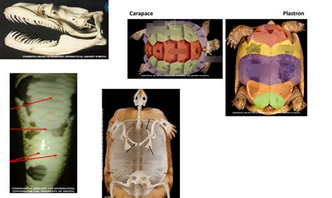 Reptile Anatomy Parts 1 And 2 Diagram Quizlet