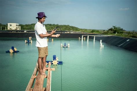 4 Unsur Manajemen Tambak Udang Vaname Yang Harus Diperhatikan