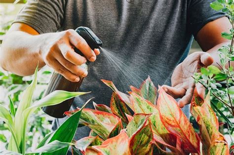 7 Beneficios Y Usos Del Vinagre Para Cuidar Tus Plantas En 2021