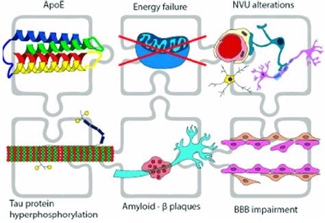 Genetic Metabolic Vascular And Energetic Factors Contribute To The