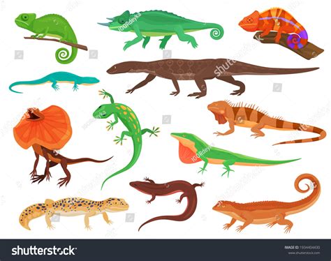 Set Colorful Lizards Different Species Lizards Stock Vector (Royalty Free) 1934404430 | Shutterstock