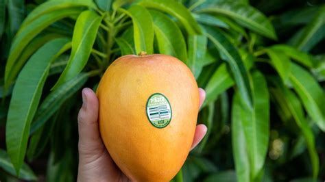 honey gold mangoes    summer riverine herald