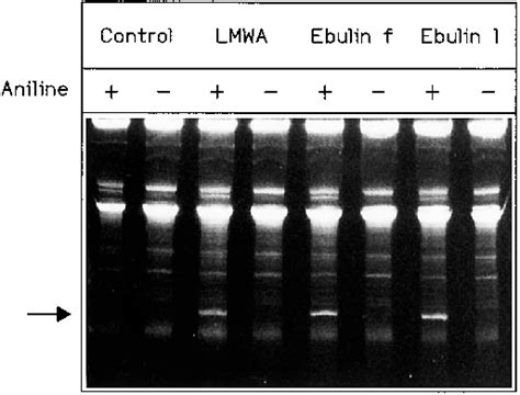 The Rrna N Glycosidase Activity Of Ebulin F And Lmwas Each Lane Download Scientific Diagram