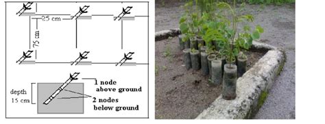 Vegetative (stem cutting) propagation. Figure 8. Transplanting a ...