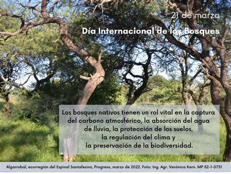 21 de marzo Día Internacional de los Bosques CIASFE1 Colegio de