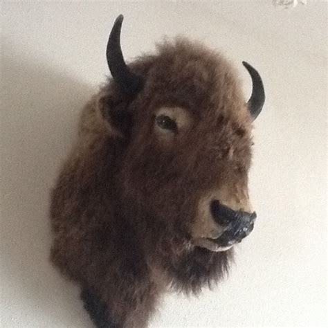 Alaska's List : Buffalo Head Mount For Sale